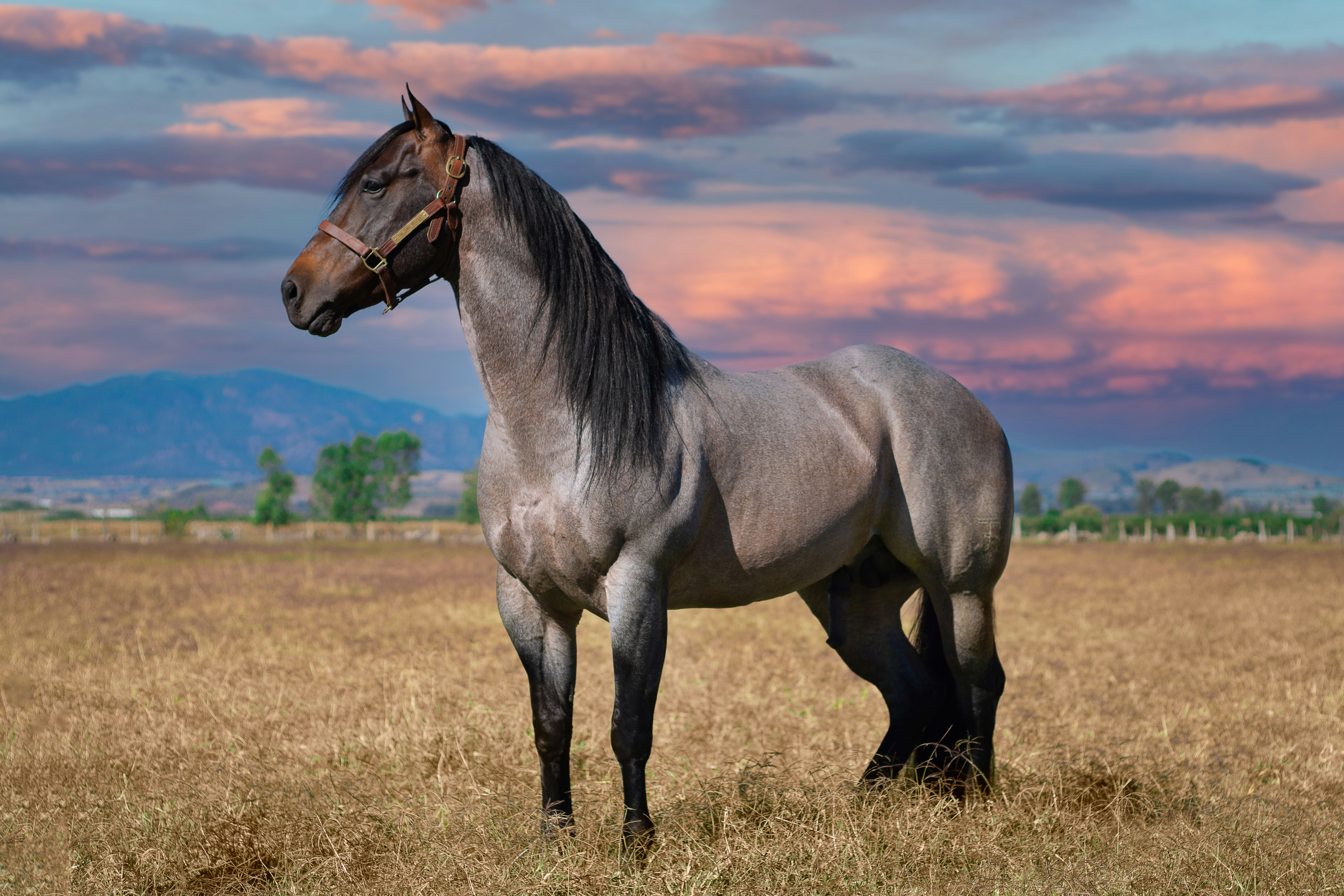 Cavalo na paisagem rural